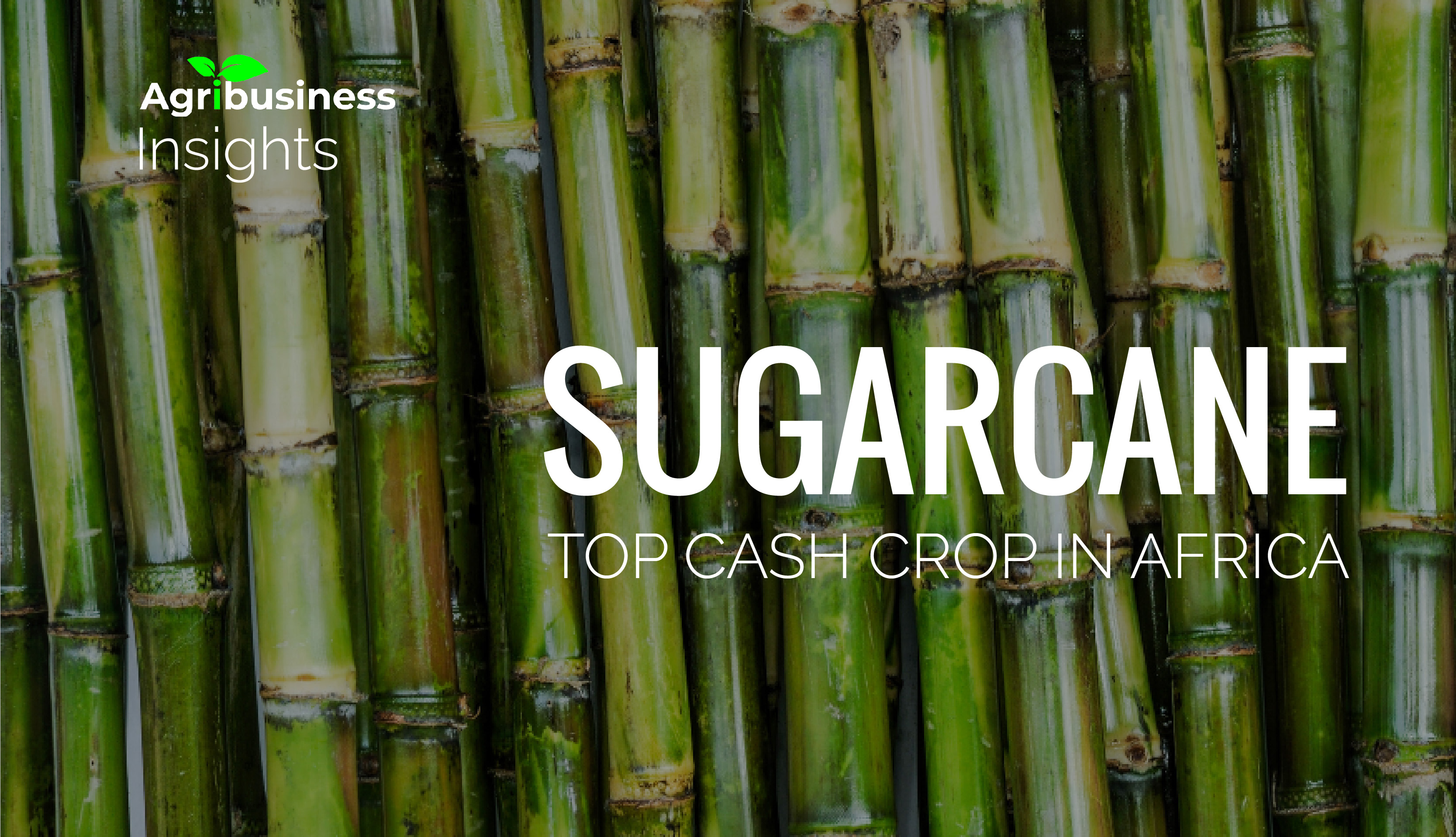 SUGARCANE, top cash crop Africa